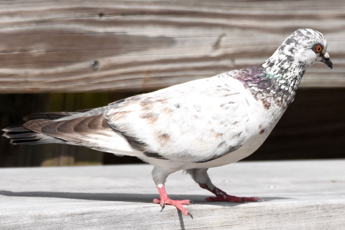 Rock Pigeon